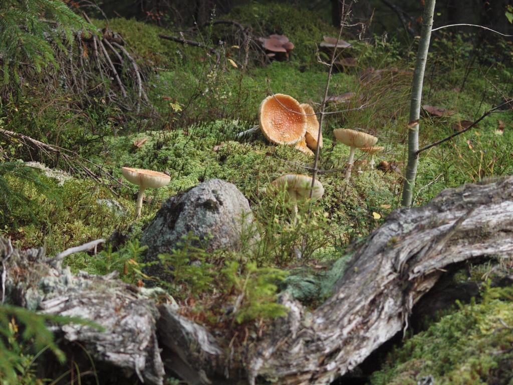 Mieps Huset Dalarna Holiday Kullen  外观 照片